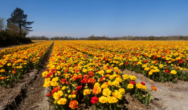 Noordwijkerhout
