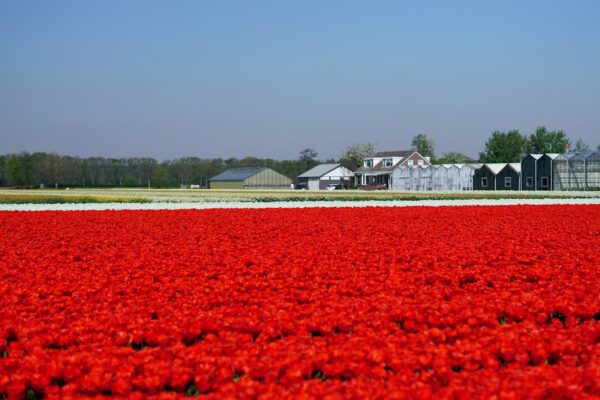 rijschool Lisse
